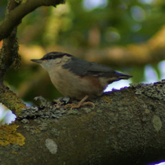 Nuthatch fledging